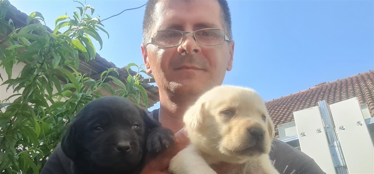Labrador-Retriver-štenci