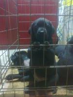 Kvalitetne-stence-labrador-retrivera