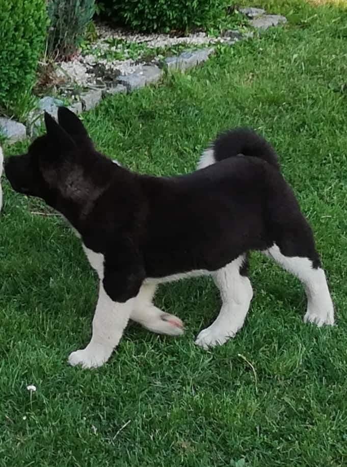 Američka-akita