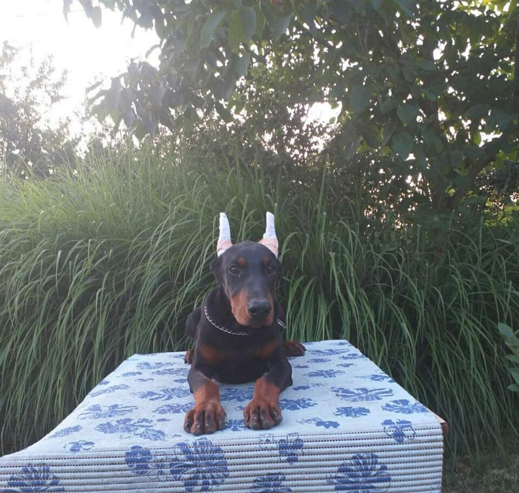 Doberman-štenci