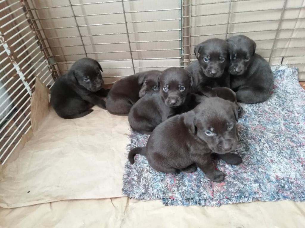 Labrador-štenci-