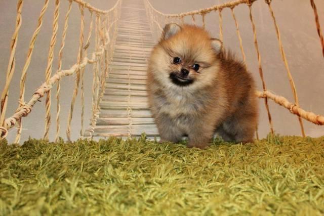 Pomeranac-Boo--štenci