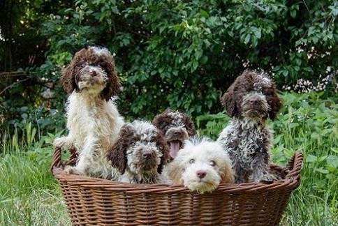 Lagotto-romagnolo-