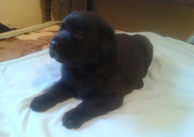 LABRADOR-retriver-stenci-od-vrhunskih-roditelja