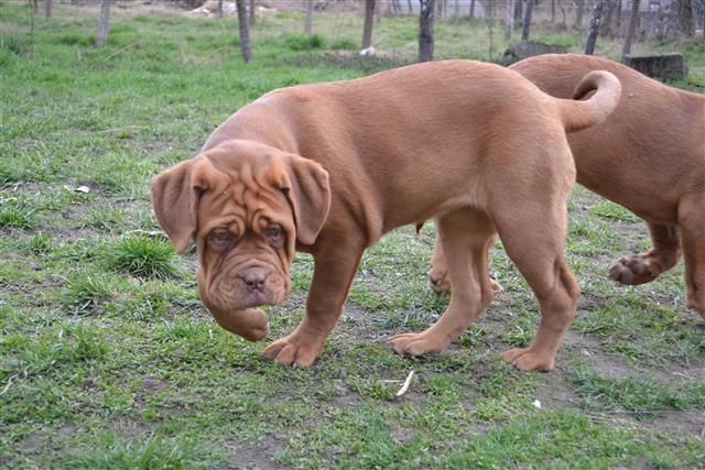 Bordoska-doga