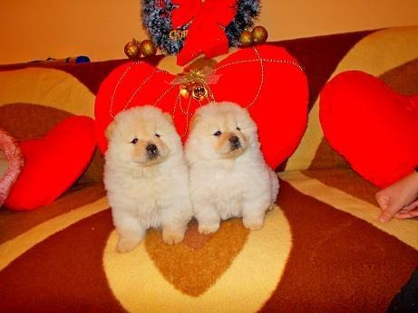 Chow-chow-cau-cau-stenad