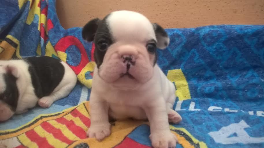 Francuski-Buldog-Od-kuce-Don