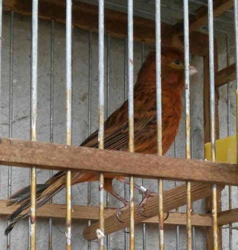 Kanarince