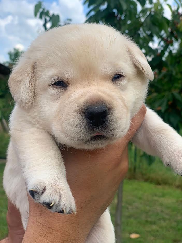 Štenci-Labrador-Retrivera