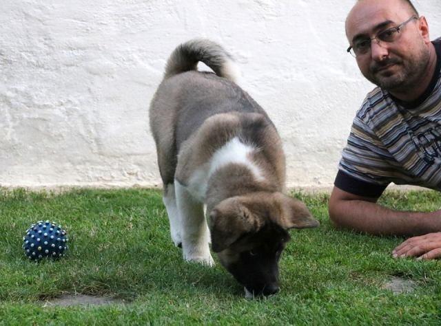 Američka-Akita