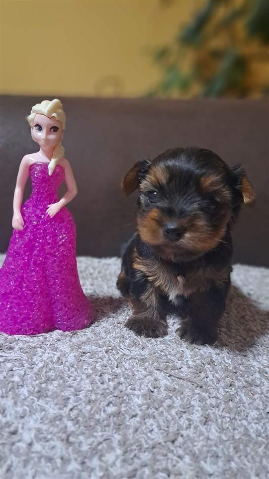 Mini-jorksir--zenka