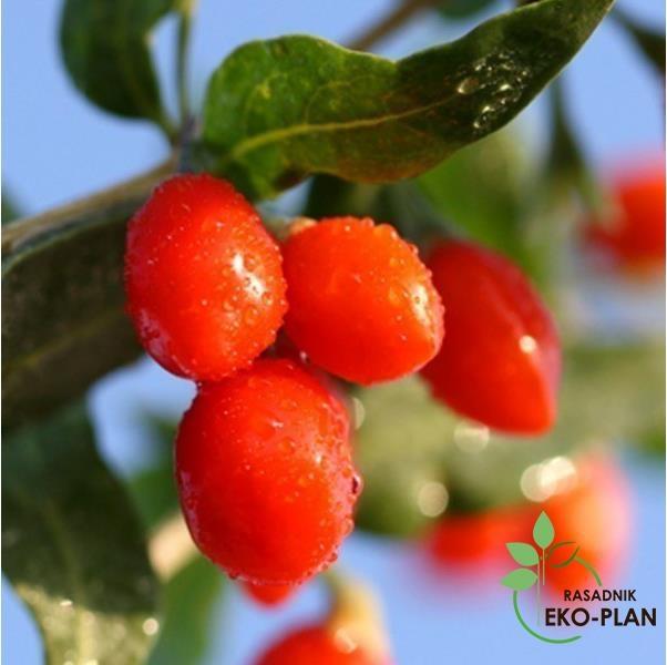 Sadnice-Godzi-lycerum-barbarum