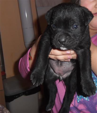 Stene cane corsa