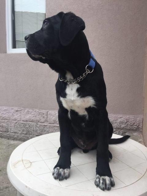 Cane-Corso-stenci