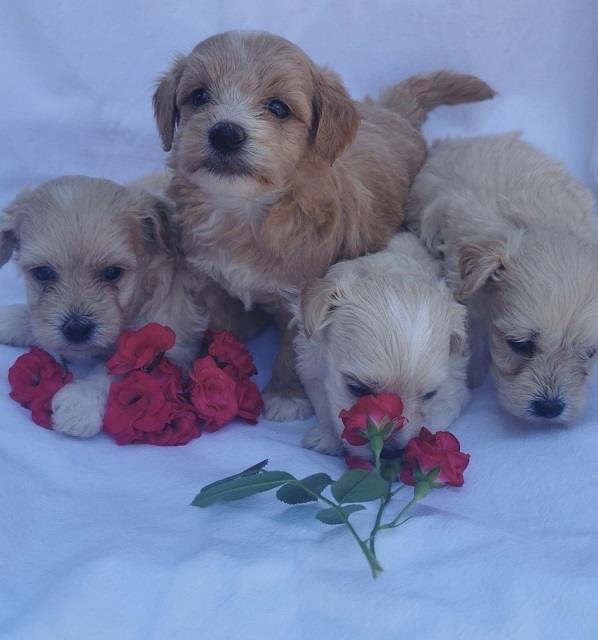 Malti-poo
