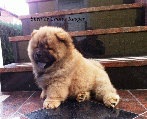 Chow chow štene