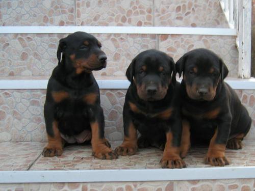 Doberman-stenad