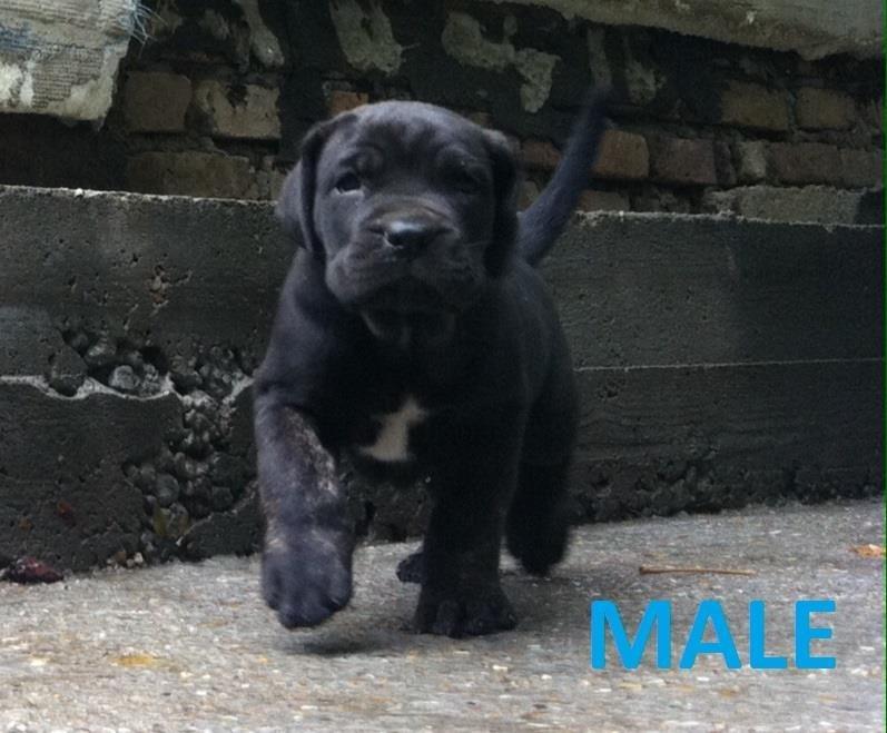 Cane-corso-super-papy