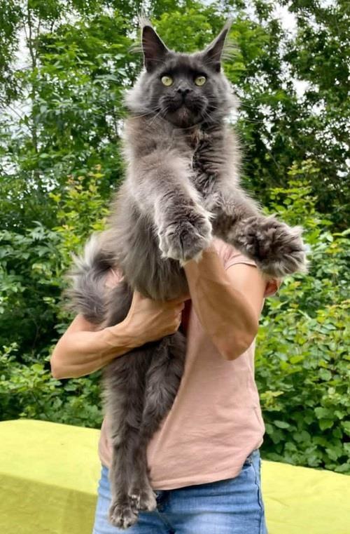 Maine-Coon-mačići