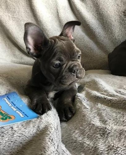 Francuski buldog.