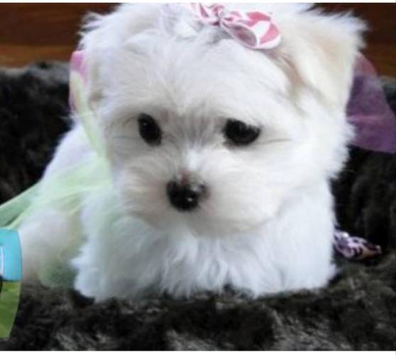 Maltezer