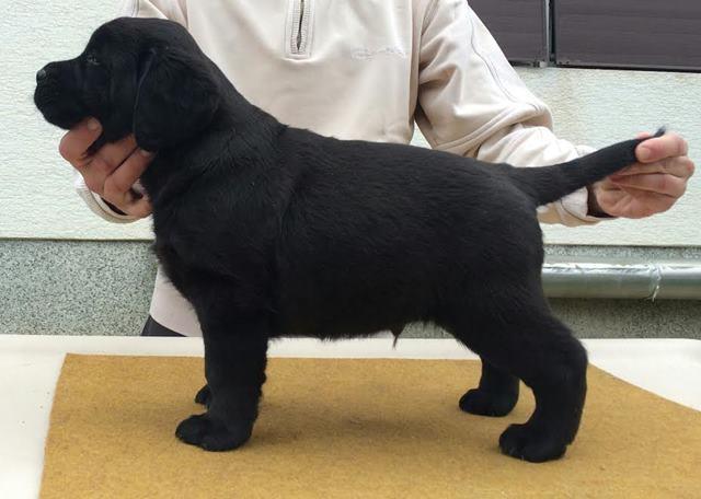 Labrador-retriver--hit-leglo-
