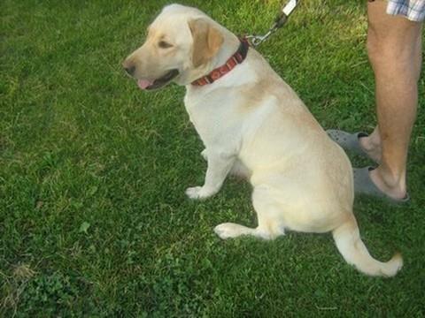 Labrador-retriver-stenci