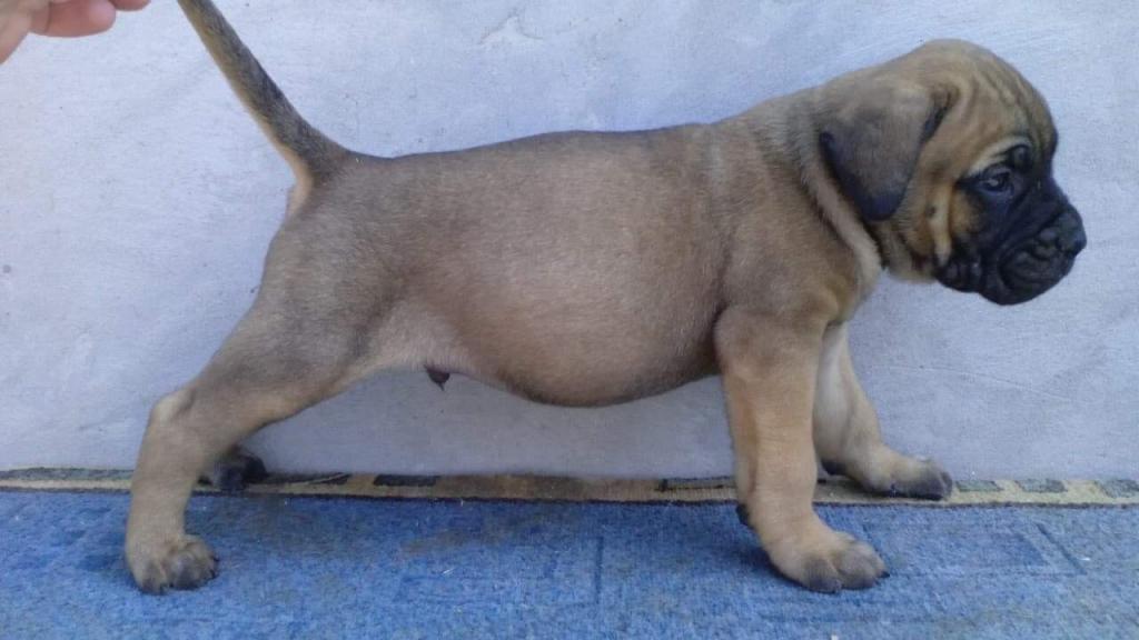 Cane-corso--izlozbeni-stenci