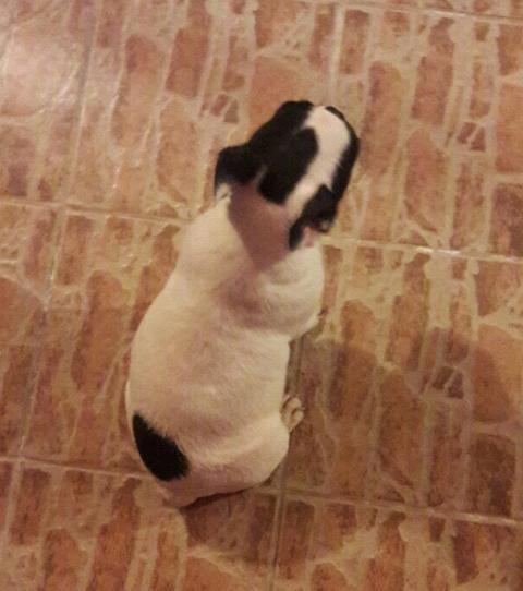 Francuski-buldog--stene
