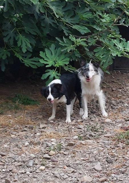Border-koli-collie-štenci