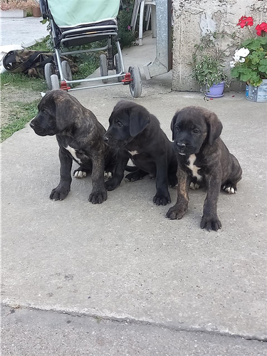 Cane corso stenci