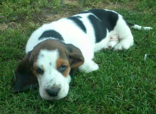 Basset-Hound-baset