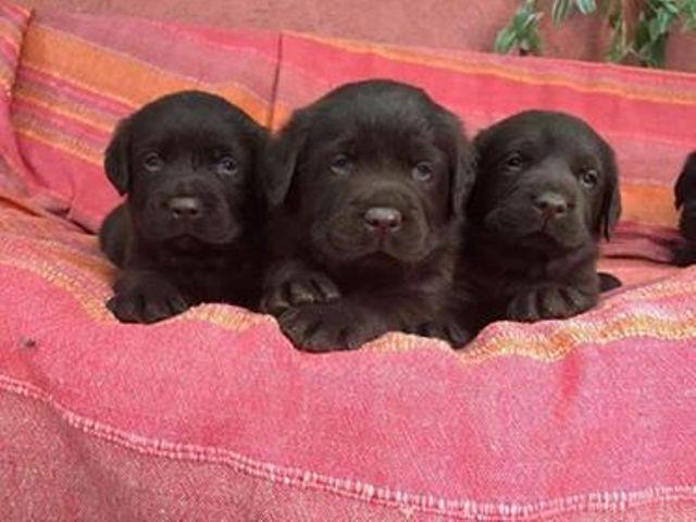 Labrador-retriver--štenci-