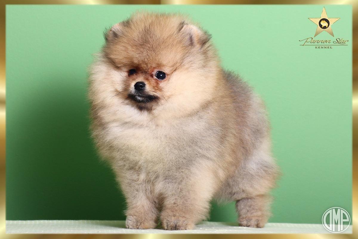 Pomeranski-spic