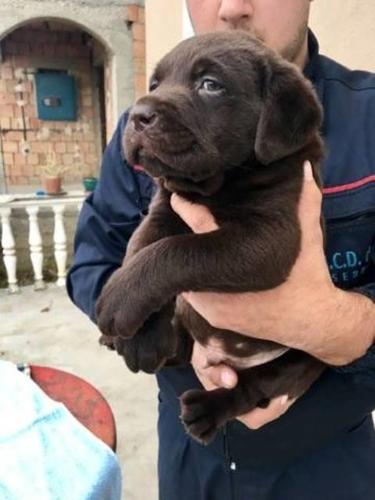 Labrador, čokoladni štenci