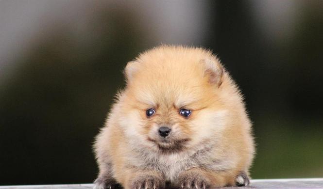 Pomeranski spic Boo stenci