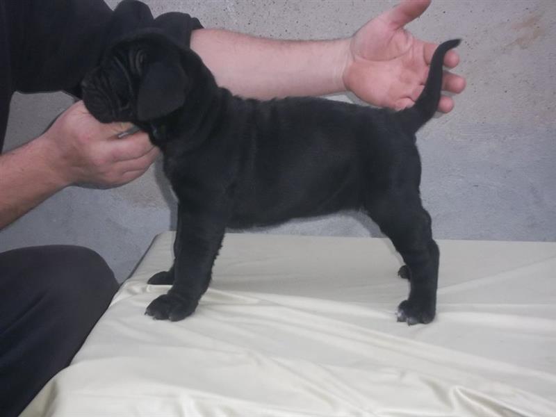 Cane-corso-štenci