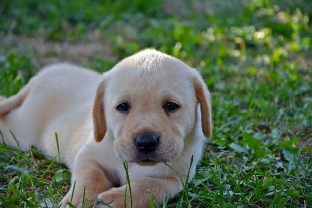 Labrador-štenci
