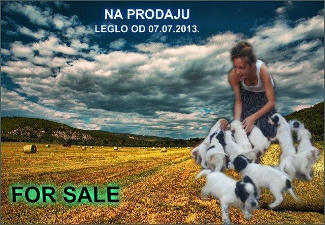 ENGLESKI SETER,Stenci na prodaju