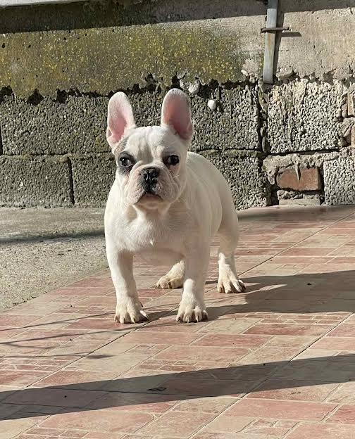 Francuski-buldog