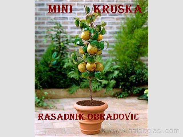 Sadnice-Kruske
