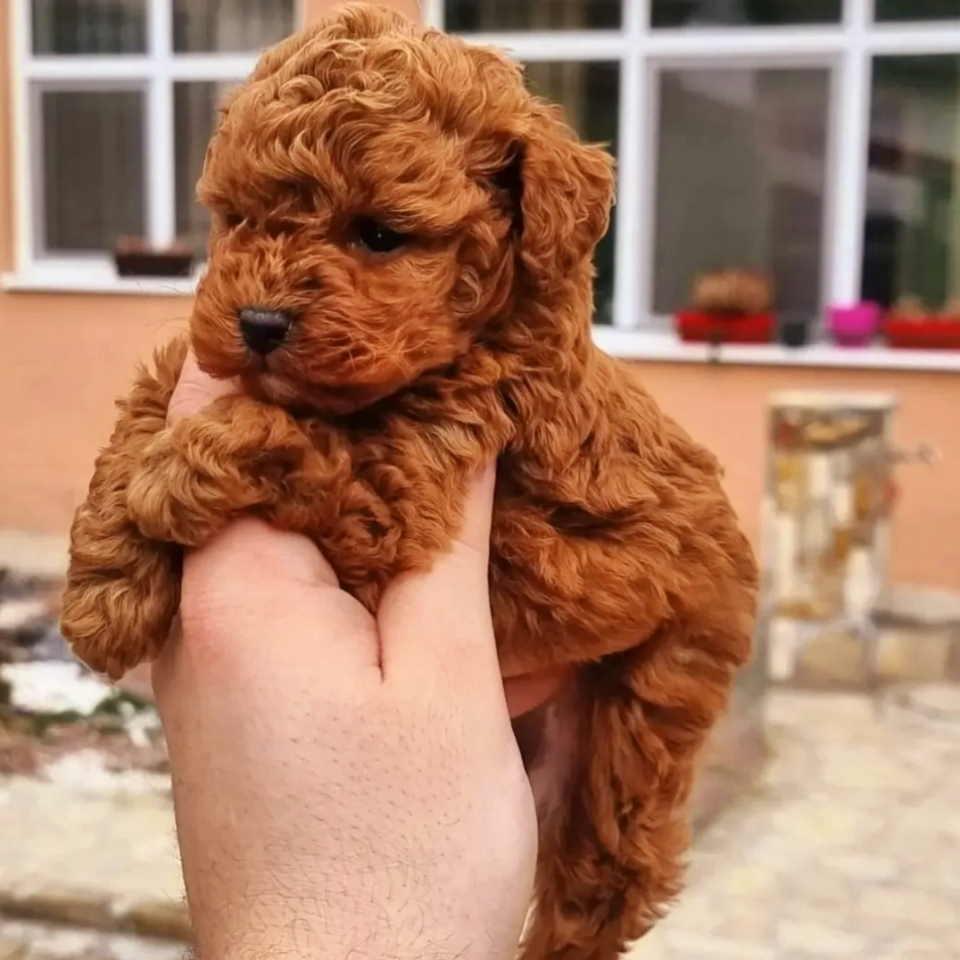 Teddy-bear-toy-PUDLE---malene--prelepe