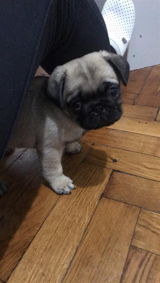Mops