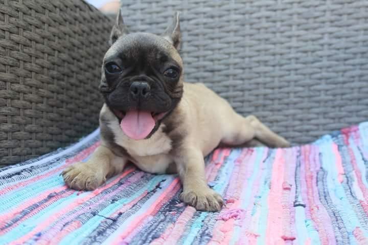 Francuski-buldog-