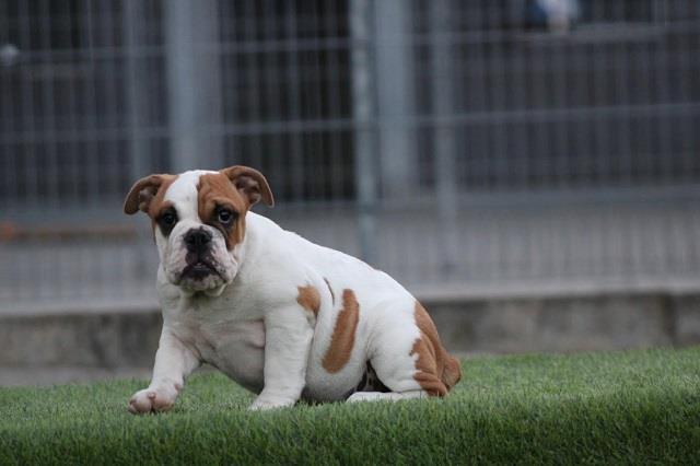 Engleski-Buldog