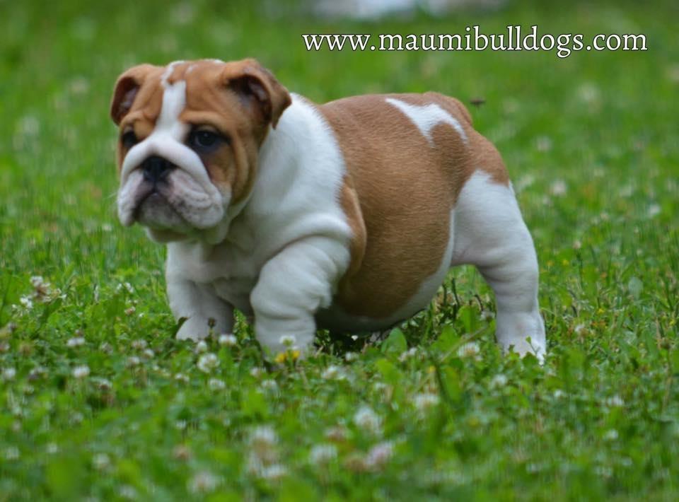 Engleski-Buldog