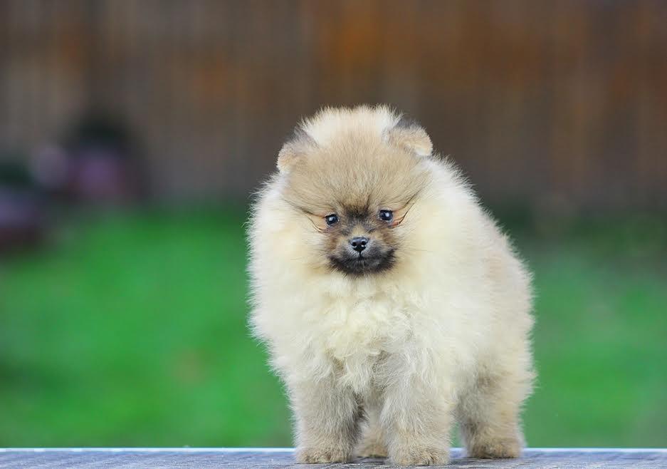 Pomeranski-spic-Boo-stenad