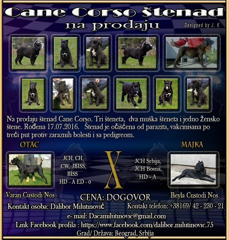 Cane-Corso-štenad