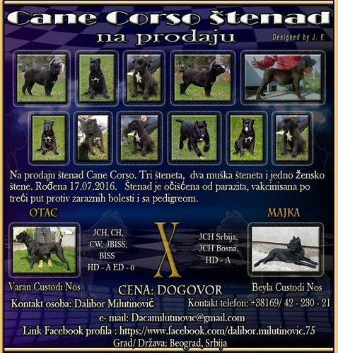 Cane Corso štenad