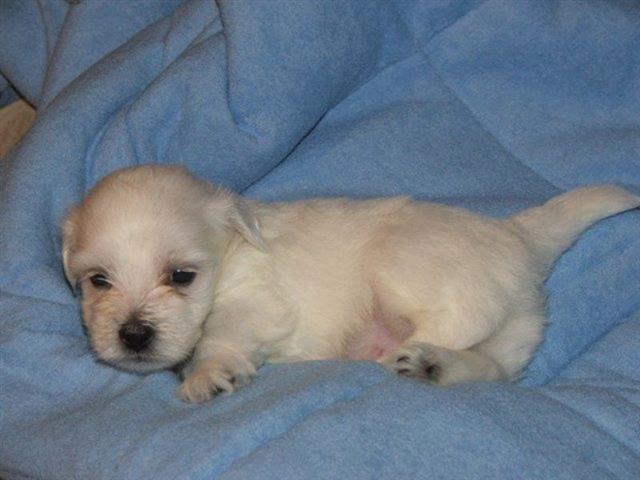 Coton-de-Tulear--Stenci